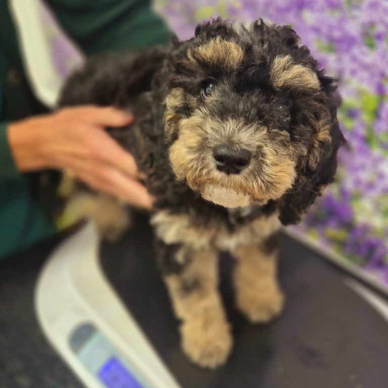 Puppy being weighed as part of its care plan health check