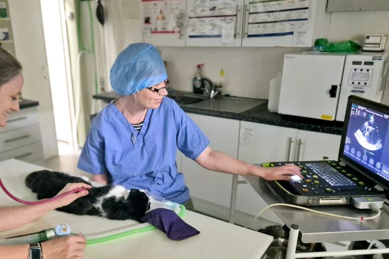 Helen using ultrasound to examine a cats heart.