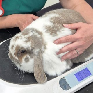 Rabbit on scales being weighed for its health plan check up.
