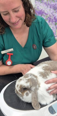 Helen weighing a rabbit