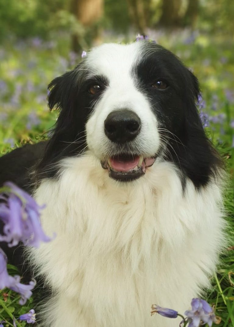 Happy looking dog, confident and relaxed.