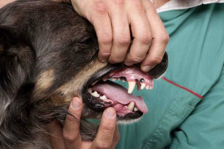 Examining a dogs teeth for gum disease or tooth problems