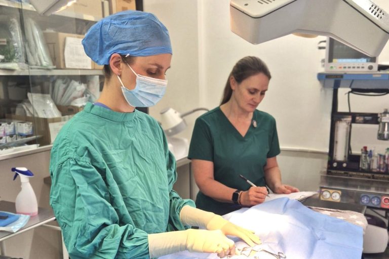Nicole doing surgery on a dog