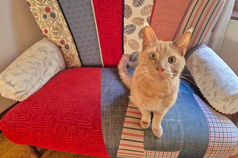 Cat on armchair, relaxed at home.