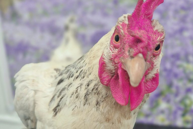 Close-up of a chicken with a pink comb and wattles, set against a blurred purple background.