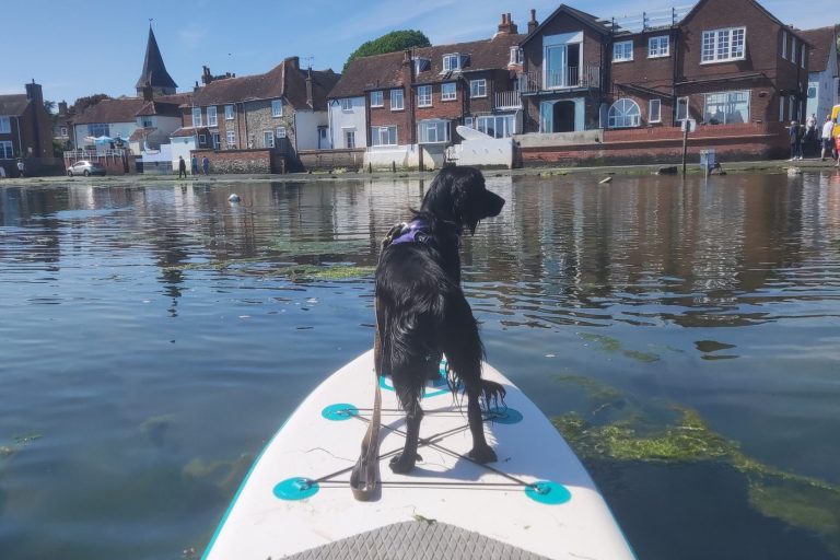 Dog on a surfboard on holiday. Pet travel, animal health certificates, pet passports